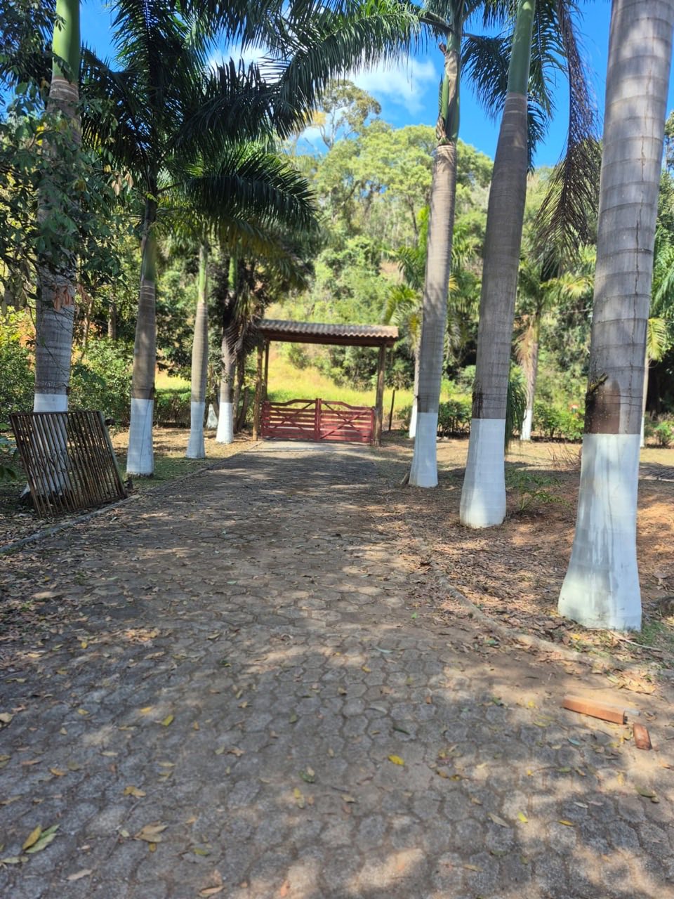 Alameda de palmeiras levando ao portão vermelho da entrada do sítio