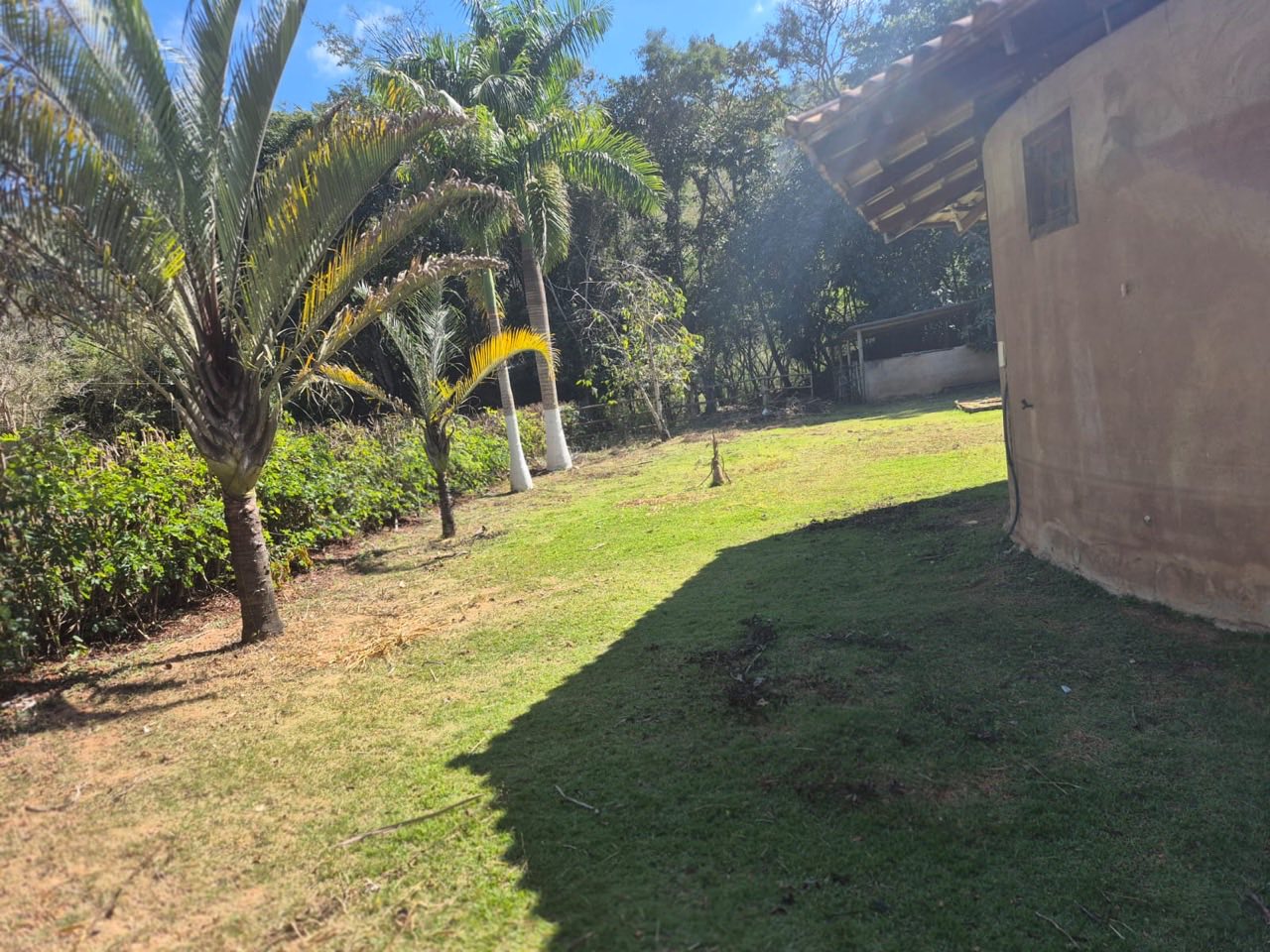 Lateral gramada do sítio com palmeiras e a parede da casa