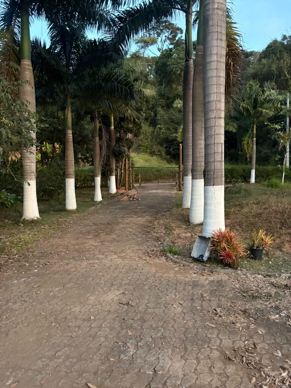 Alameda de palmeiras no caminho de terra dentro do sítio